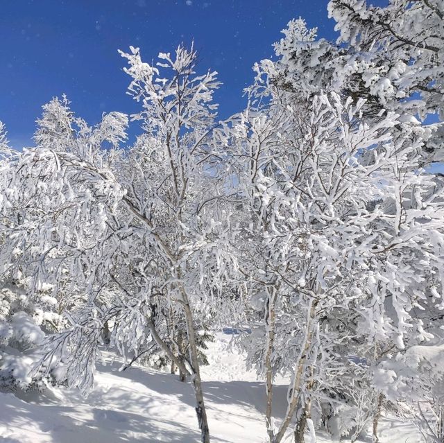 Winter Wonderland: The Snowy Marvels of Shiga-Kogen