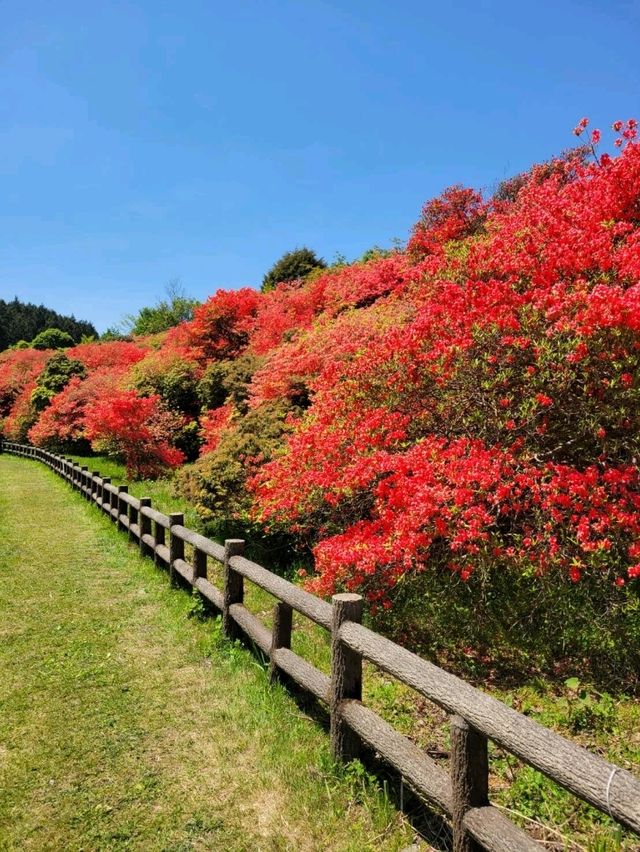 【山の頂上に突然表れる、燃えるような赤いツツジの群生】