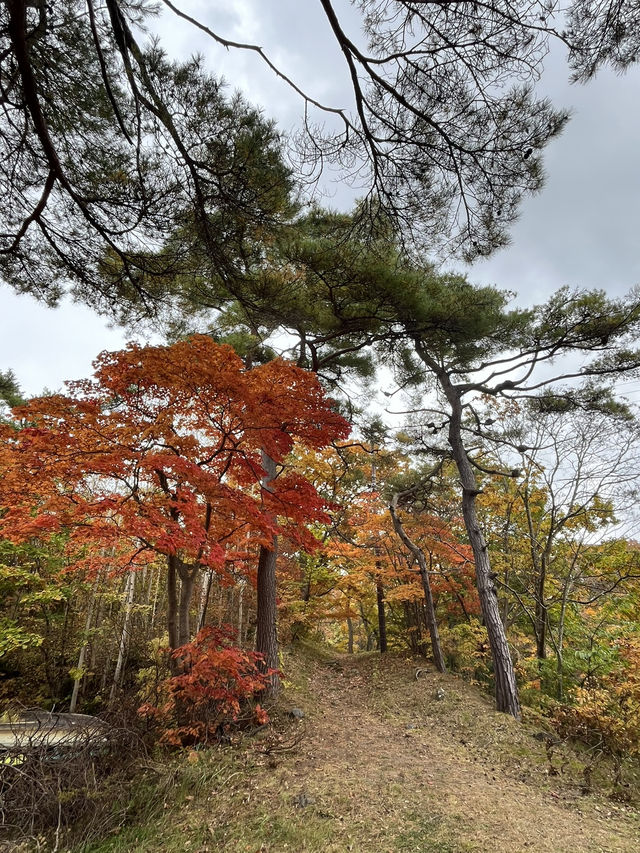 大沼國定公園賞楓