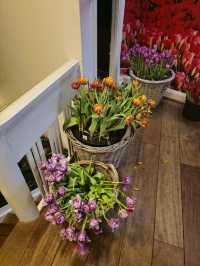 유럽여행 암스테르담 운하의 Amsterdam Tulip Museum