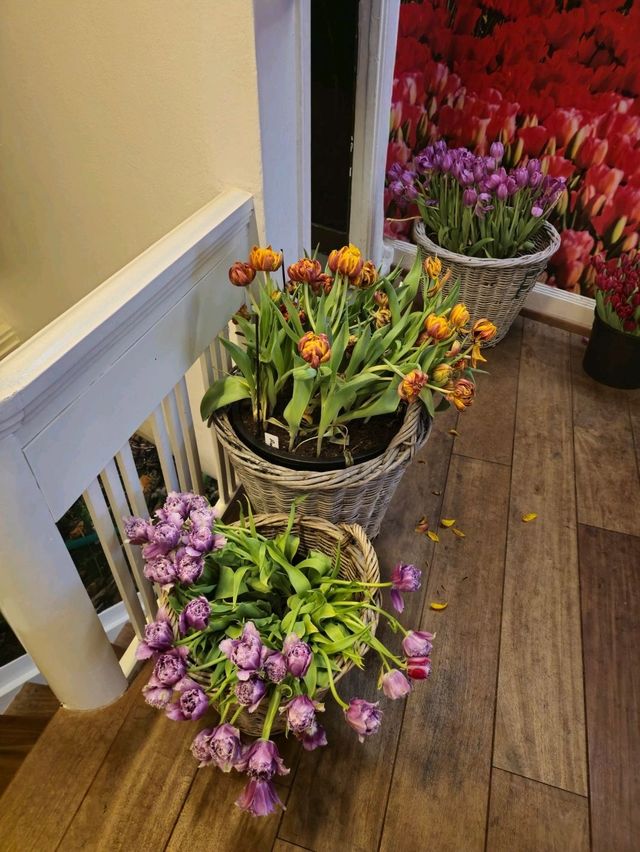 유럽여행 암스테르담 운하의 Amsterdam Tulip Museum