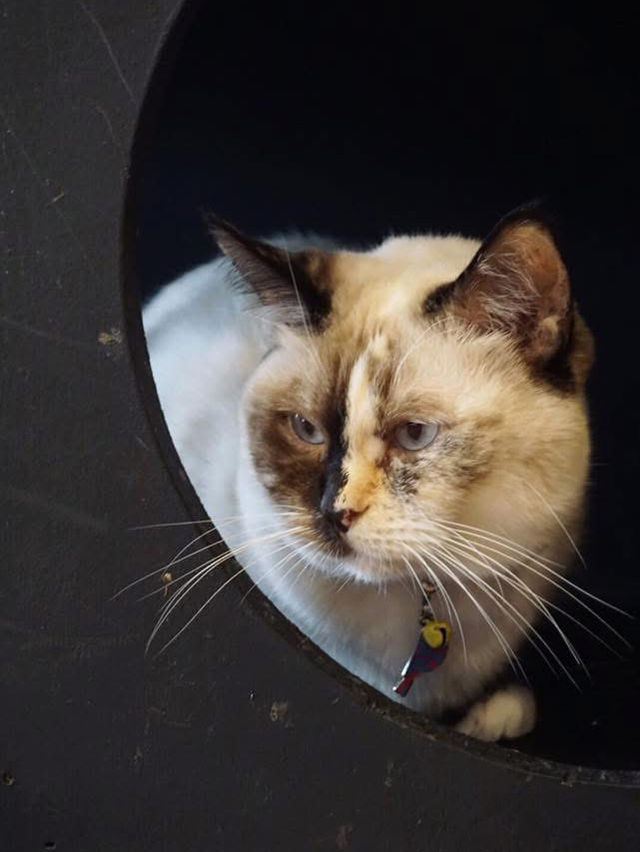 A Purr-fect Afternoon with a Dozen Cats at The Cat Café Bugis