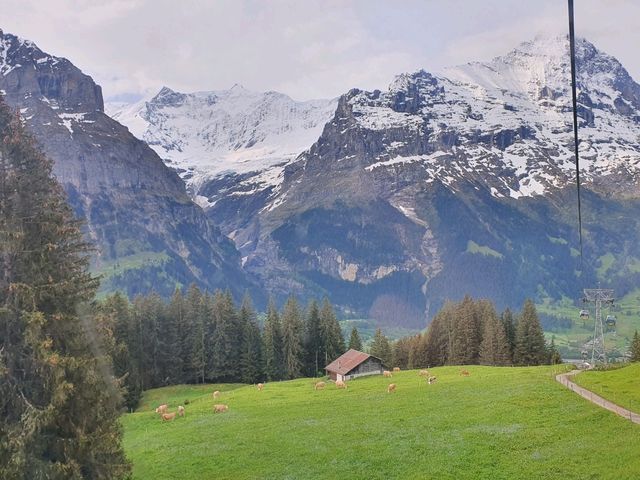 Be one of the first few up the Grindelwald First daily!