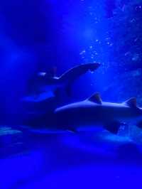 橫濱八景島海島樂園——與活力滿滿的海洋生物相遇！