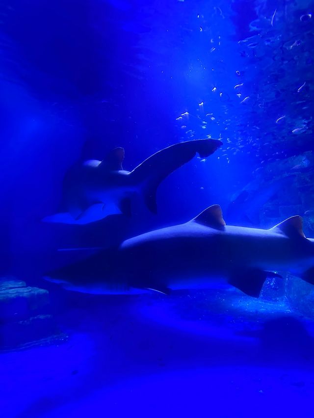 橫濱八景島海島樂園——與活力滿滿的海洋生物相遇！