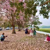 ถนนชมพูพันธุ์ทิพย์และอุโมงค์ยูคาลิปตัส