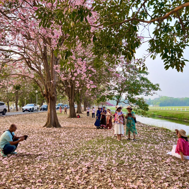 ถนนชมพูพันธุ์ทิพย์และอุโมงค์ยูคาลิปตัส