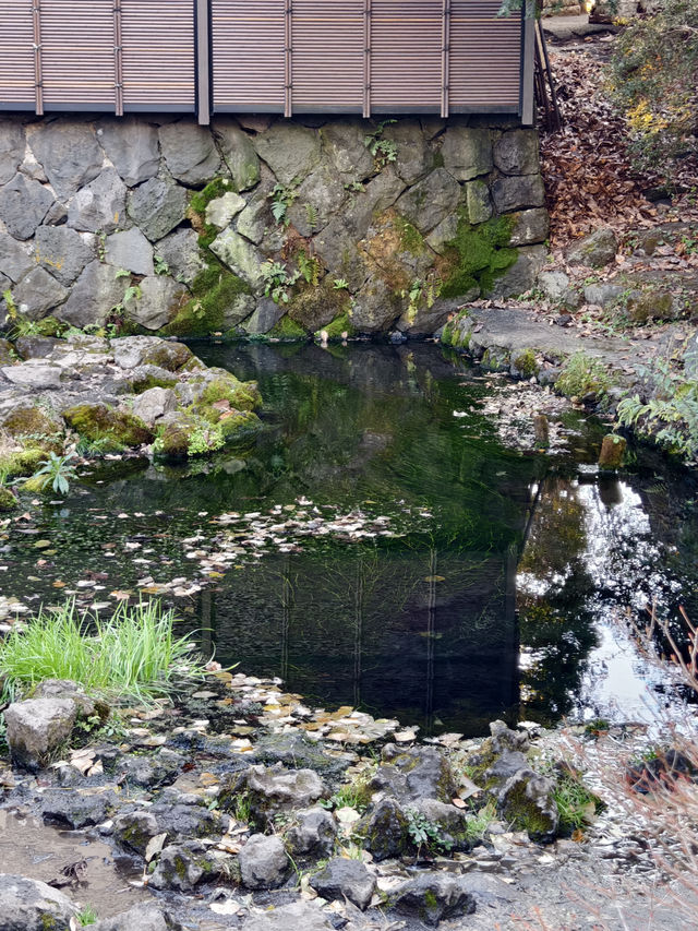 池水極清澈乾淨的忍野八海