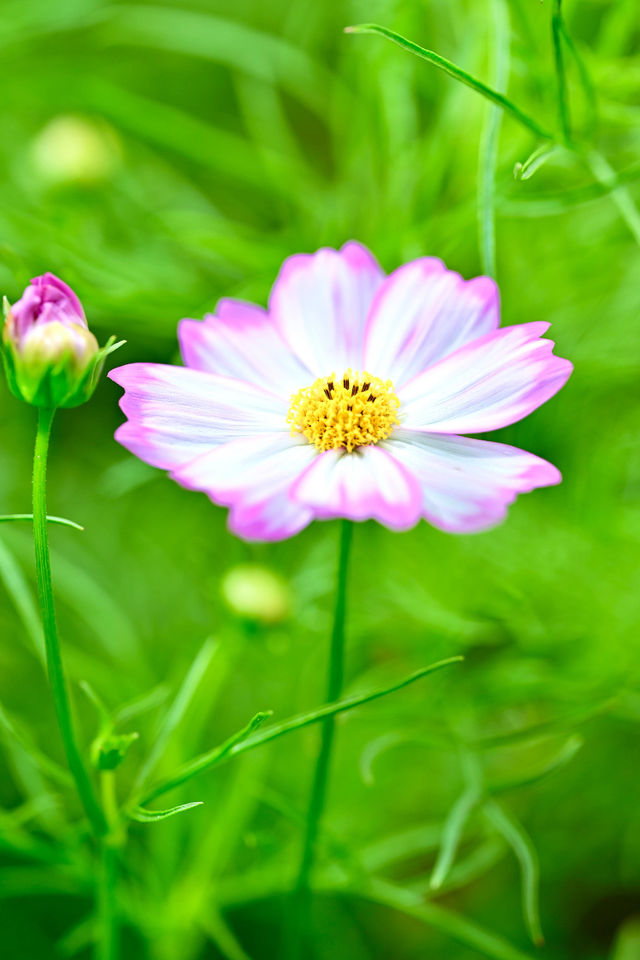 花展主題花秋英三月十四日起為維園添色彩