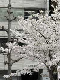 大阪中大江公園的櫻花絕景 🌸
