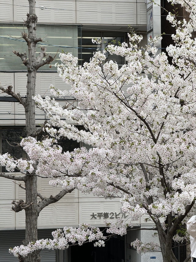 大阪中大江公園的櫻花絕景 🌸