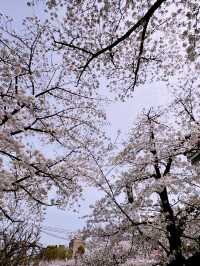 大阪造幣局櫻花步道：春天的浪漫絕景 🌸✨