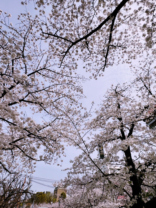 大阪造幣局櫻花步道：春天的浪漫絕景 🌸✨