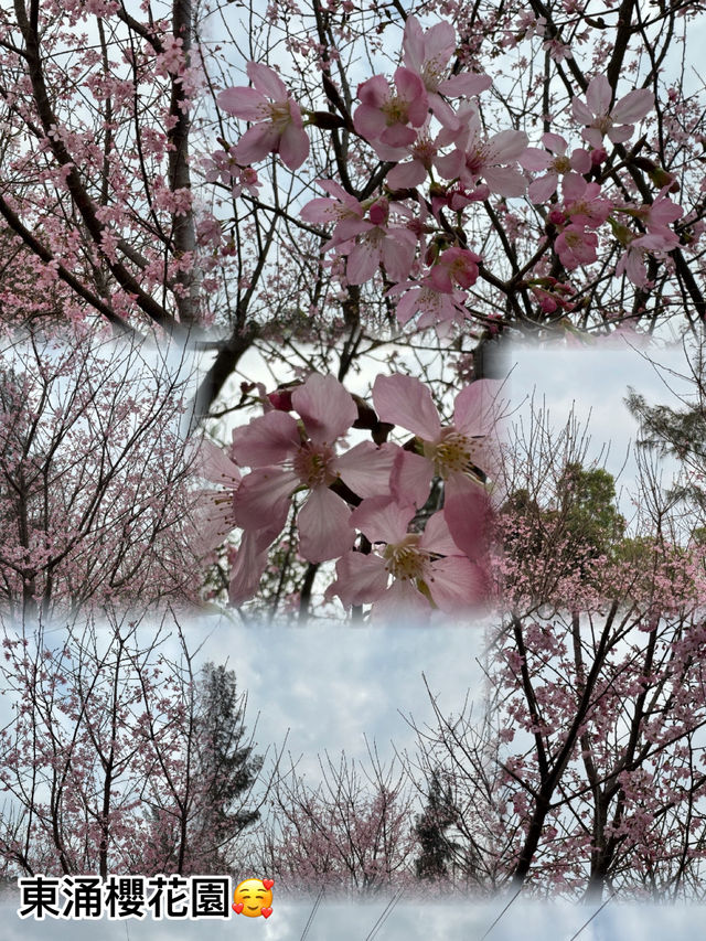 🌸 東涌櫻花園：必去的粉紅夢幻之地 🌸