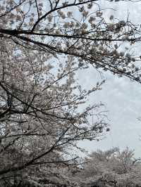 京都蹴上鐵道的櫻花奇蹟 🌸✨