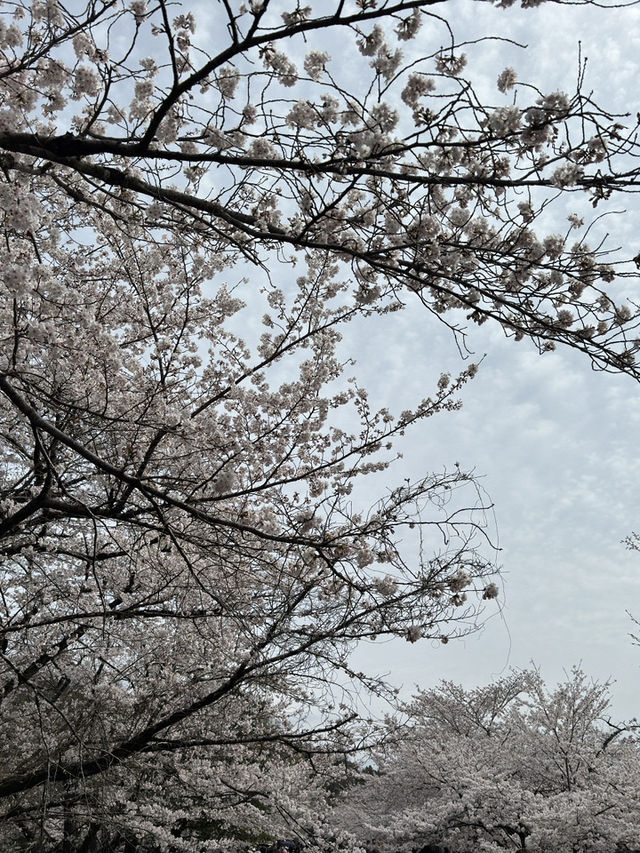 京都蹴上鐵道的櫻花奇蹟 🌸✨