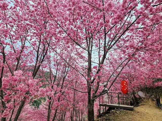 霞喀羅櫻花谷賞櫻美景