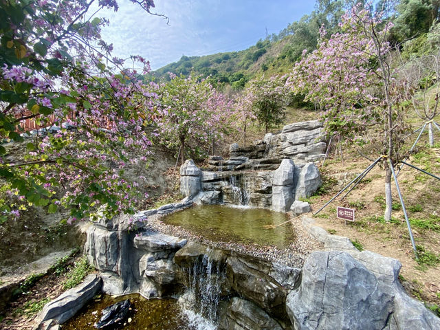 ✨深圳華英路景觀公園🌸赤灣櫻花園