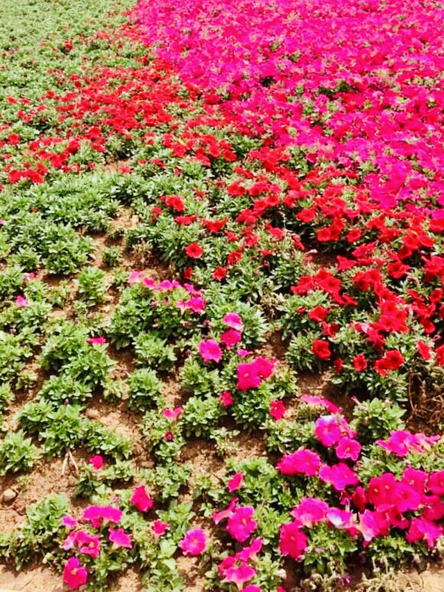 Blooming Beauty: Kunming World Expo Garden