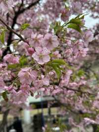 Early Sakura Blooms: Where to Catch Japan’s First Cherry Blossoms!