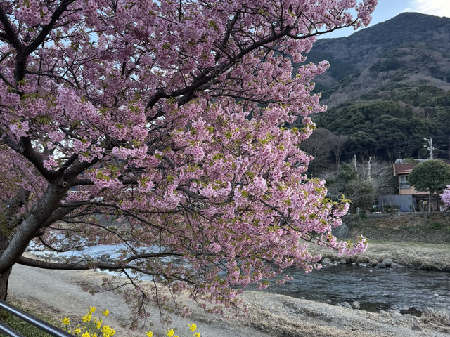 富士山 山中湖伊豆自駕遊之旅