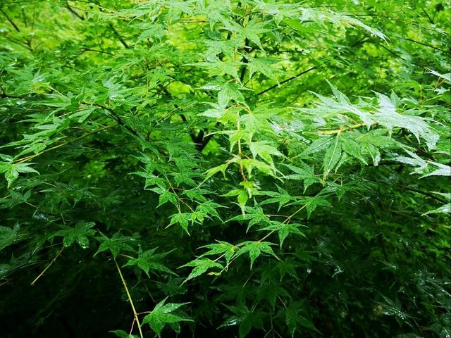หุบเขามิโน (Minoo Park 箕面公園)