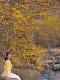 나의 시선으로 담아온 봄🌼