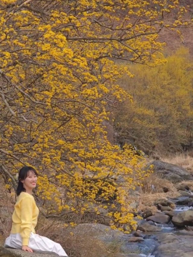 나의 시선으로 담아온 봄🌼