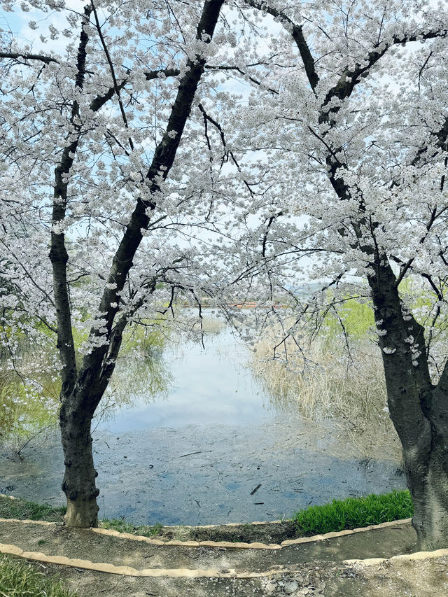 경주가면 가야할 벚꽃여행일정