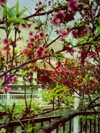 🌸 **沖繩與儀公園櫻花觀賞遊覽分享** 🌸