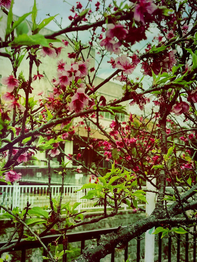 🌸 **沖繩與儀公園櫻花觀賞遊覽分享** 🌸