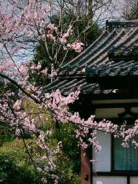 Trip to Nanjing 🌸