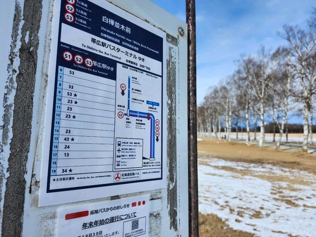 帯広の白樺並木