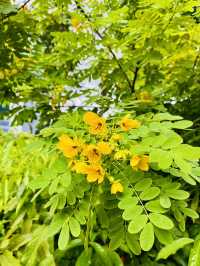 Rooftop Garden TRX: Spring Bloom Haven