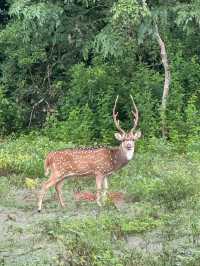 Yala’s Gala of Wildlife