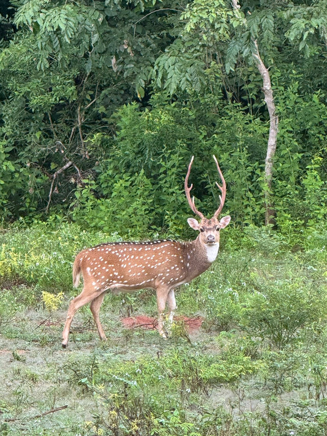Yala’s Gala of Wildlife