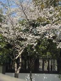 Blossoms & Solitude: Tiger Hill’s Unexpected Sakura Charm