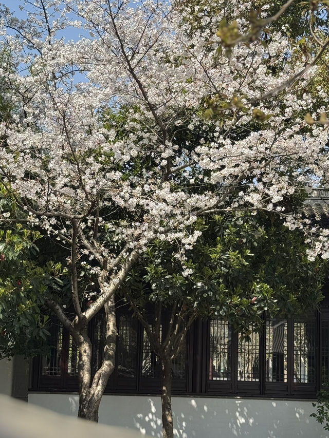 Blossoms & Solitude: Tiger Hill’s Unexpected Sakura Charm