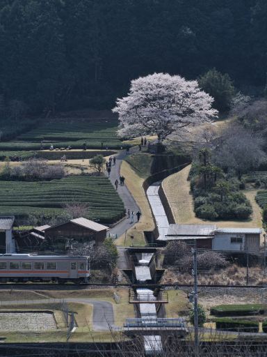 三重】行きなきゃ損‼️電車とのコラボが絵になる🖼️茶畑に咲く一本桜