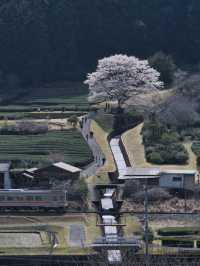 【三重】行きなきゃ損‼️電車とのコラボが絵になる🖼️茶畑に咲く一本桜🌸