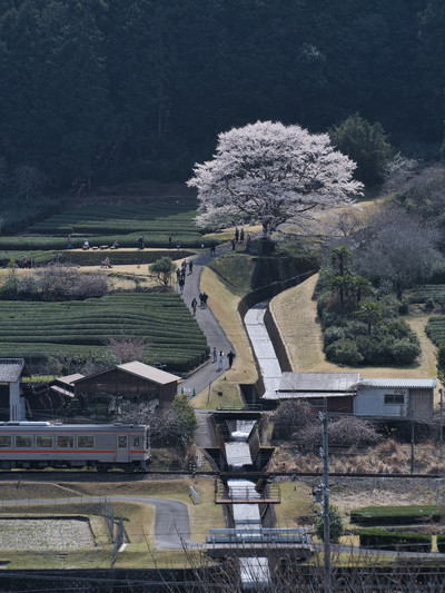 三重】行きなきゃ損‼️電車とのコラボが絵になる🖼️茶畑に咲く一本桜