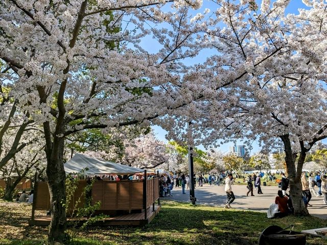福岡舞鶴公園，市區內最便捷的賞櫻景點