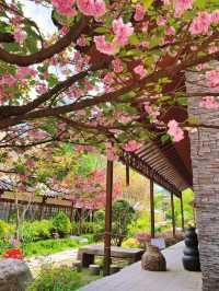 Chasing Sakura at Nami Island