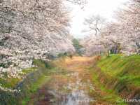 【京都】京都市郊外、亀岡にある桜の名所「七谷川和らぎの道」