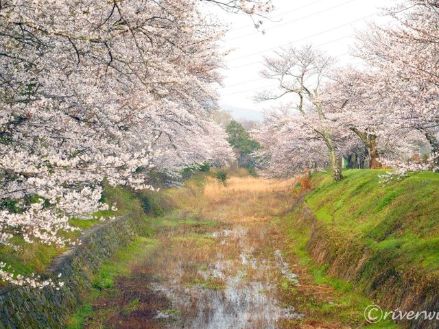 【京都】京都市郊外、亀岡にある桜の名所「七谷川和らぎの道」