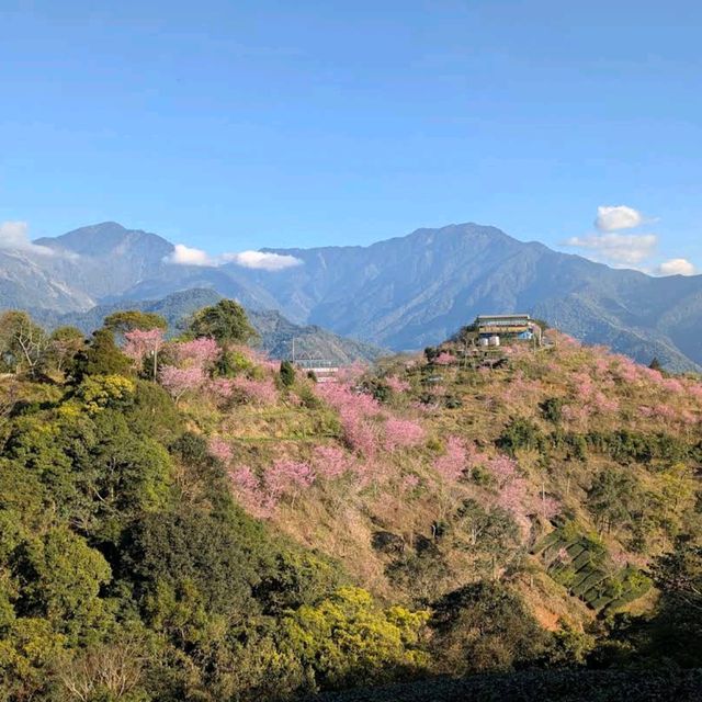 武界部落櫻花林