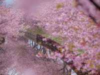 Chasing Sakura at Kasamatsu Kawazu Road, Mie