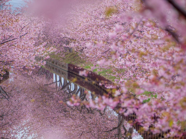 Chasing Sakura at Kasamatsu Kawazu Road, Mie