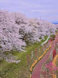 Chasing Sakura at Shibata River Park