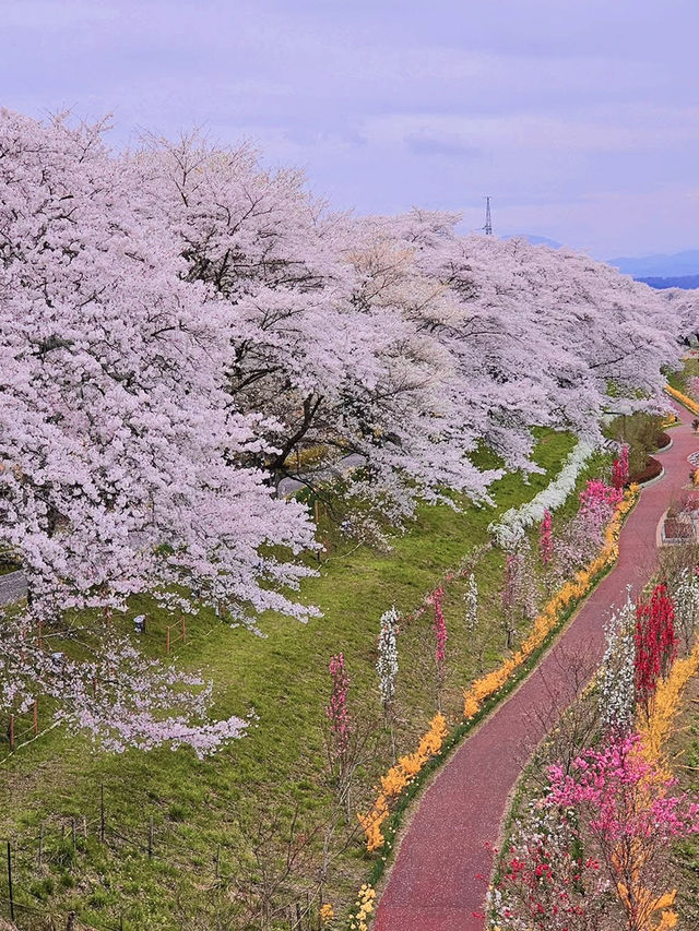 Chasing Sakura at Shibata River Park